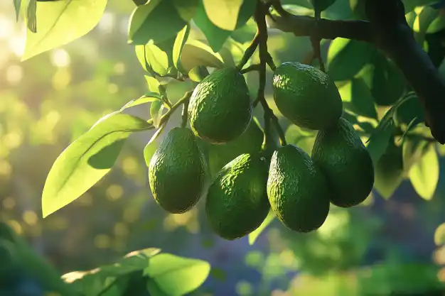 Close-up of ripe green avocados hanging on a tree branch, bathed in soft sunlight