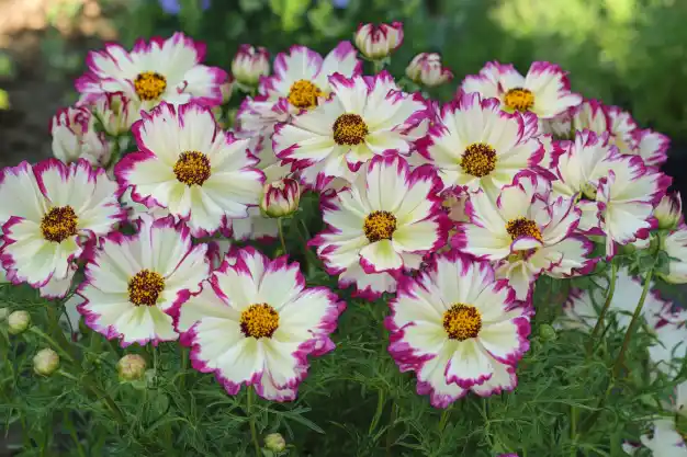 A vibrant cluster of cosmos flowers with creamy white petals beautifully edged in bright magenta. The golden yellow centers add warmth to the blossoms. The lush green foliage creates a natural backdrop, enhancing the cheerful and lively appearance of the flowers in a sunlit garden setting.