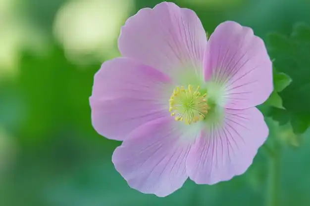 A close-up of a delicate pink flower with a pale green center and yellow stamens, set against a softly blurred green background. The petals display a gentle gradient of pink hues with subtle veining