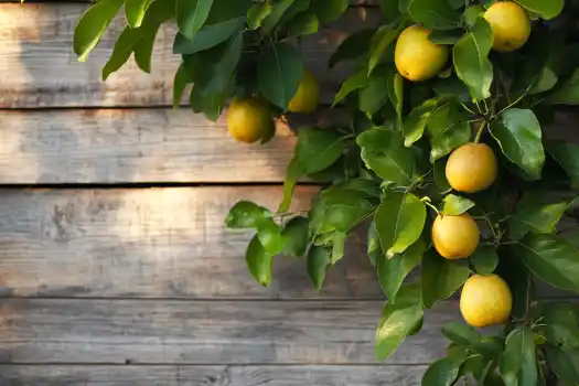 A vibrant lemon tree with golden-yellow fruits hanging against a weathered wooden backdrop, bathed in warm sunlight.