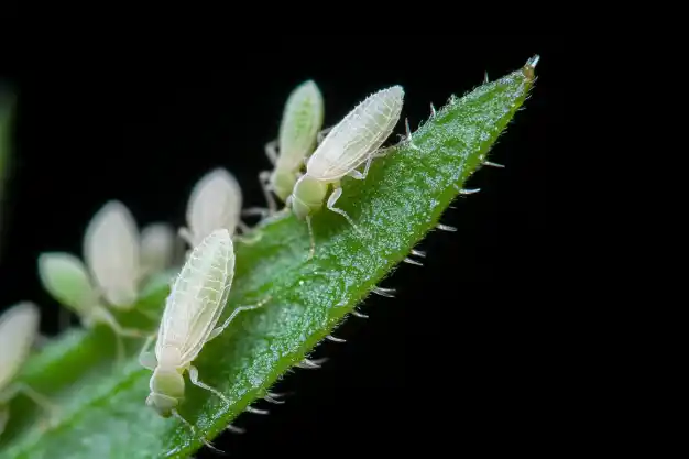 Close-up of whitefly insects clustered on the edge of a green leaf, with intricate wing details visible against a dark background.