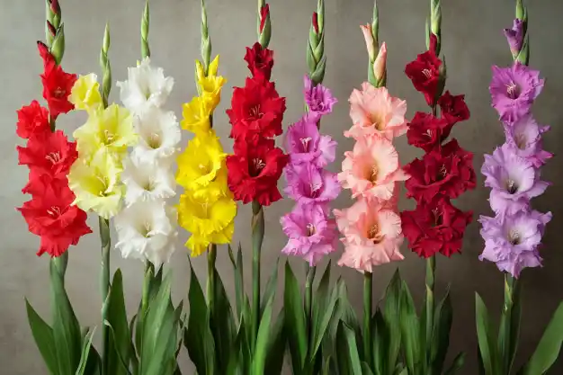 A variety of gladiolus flowers in different vibrant colors including red, yellow, pink, white, and purple, arranged in a neat row against a neutral background, showcasing their elegant, tall stems and ruffled petals.