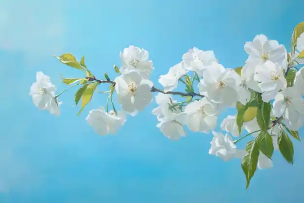 Elegant white blossoms on a branch with fresh green leaves, set against a clear blue sky, radiating purity and serenity.