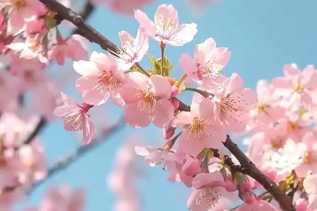 Close-up of vibrant pink cherry blossoms blooming on a branch against a bright blue sky, symbolizing springtime beauty.