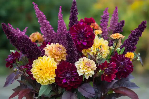 A vibrant floral arrangement featuring deep purple amaranthus and a variety of dahlias in rich burgundy and golden yellow hues, set against a blurred green outdoor backdrop.