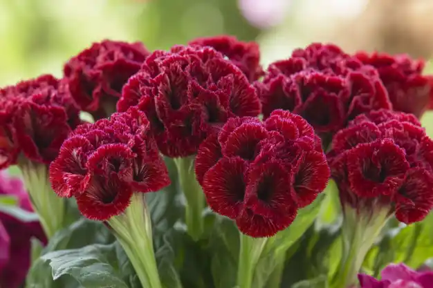 Close-up view of striking red cockscomb flowers with velvety textures and unique crested forms, surrounded by lush green foliage.