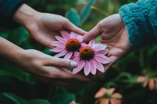 Two hands holding a pair of pink Echinacea (coneflower) blooms, symbolizing care and connection, with lush green foliage in the background.