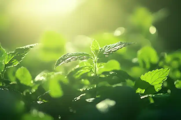 Close-up view of fresh mint leaves basking in sunlight, highlighting their vibrant green color and crisp texture.