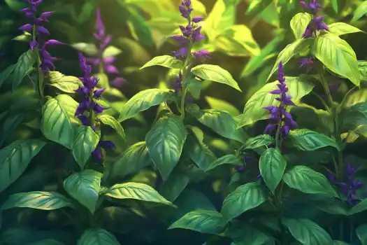  Close-up of blooming purple salvia flowers surrounded by rich green leaves.