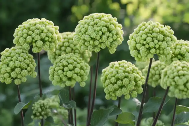 A vibrant cluster of green hydrangea flowers with lush foliage in the background.