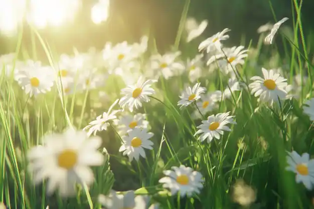 A serene meadow filled with white daisies, bathed in golden sunlight.