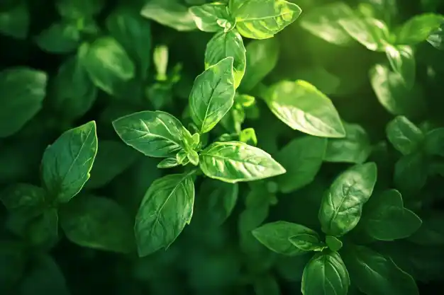  A close-up of lush, vibrant green basil leaves bathed in soft sunlight.