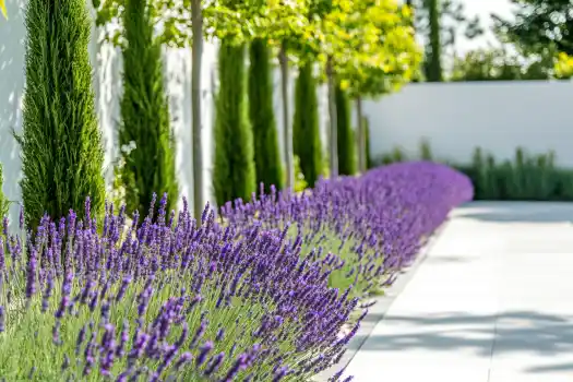 A modern garden pathway flanked by vibrant lavender plants and tall, slender trees, leading to a minimalist white wall