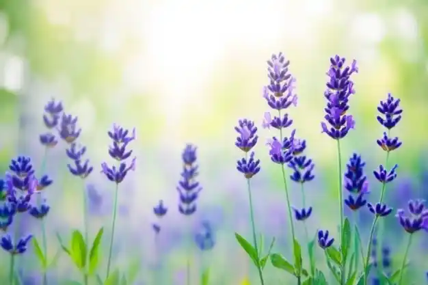 A sunlit field of lavender flowers with vibrant purple blooms standing tall against a soft blurred background.