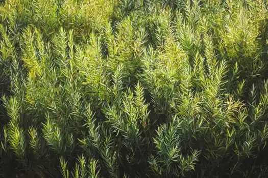 A dense patch of rosemary plants with fresh green needle-like leaves illuminated by warm sunligh