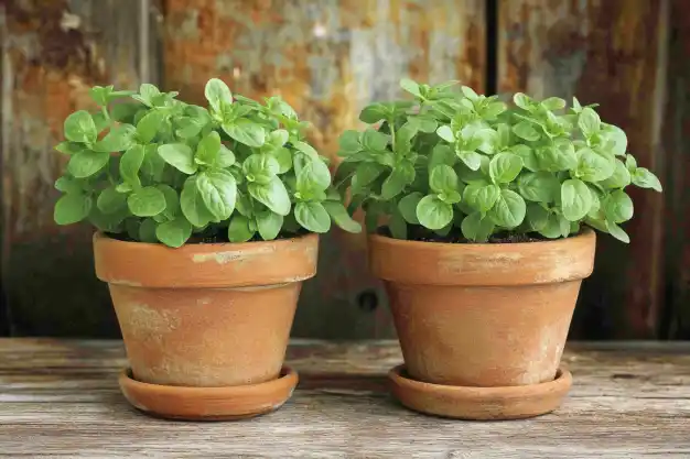 The image shows two terracotta pots with healthy green oregano plants growing inside, placed on a rustic wooden surface. The plants appear lush and vibrant, making them ideal for homegrown herbs. Oregano thrives in well-drained soil and sunny spots, perfect for both indoor and outdoor gardening. Let me know if you need further details or help! 🌿