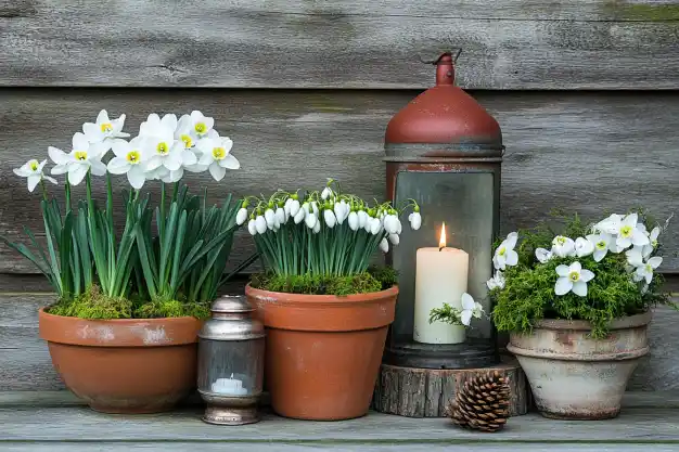 A rustic winter arrangement featuring potted white daffodils and snowdrops, arranged alongside a glowing candle in a vintage lantern. The plants sit on a weathered wooden surface, accompanied by pinecones and a smaller candle holder, creating a cozy, serene display