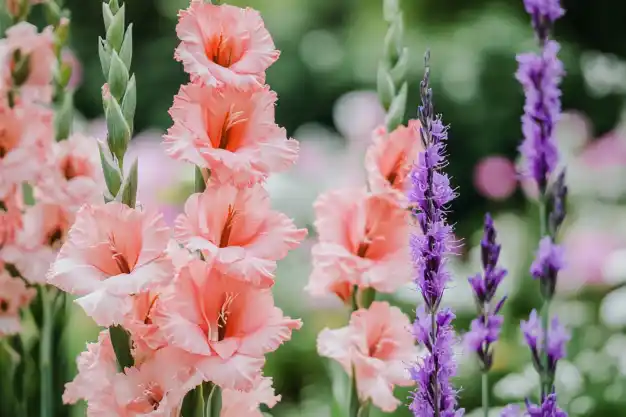 A close-up of peach-colored gladiolus flowers blooming alongside vivid purple liatris flowers, creating a striking contrast in a colorful garden.