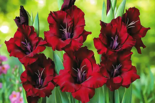 Deep red gladiolus flowers with dark purple centers blooming in full splendor, set against a green natural backdrop.