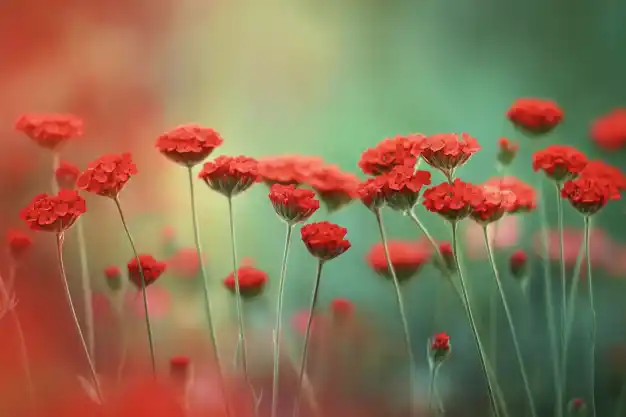 A dreamy field of red flowers with a soft-focus background, creating a vibrant and tranquil ambiance.