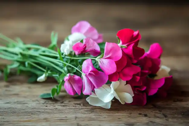 A bouquet of sweet pea flowers in shades of pink, red, and white, resting on a rustic wooden surface.