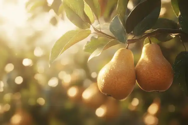 Two golden pears hanging gracefully from a branch, illuminated by warm sunlight, with soft bokeh in the background.