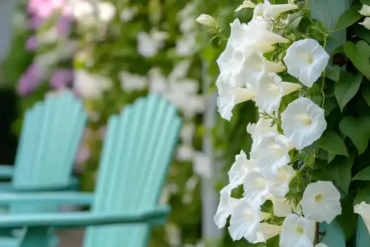  A close-up of elegant white morning glory flowers climbing a wooden trellis, with a soft background featuring turquoise Adirondack chairs.