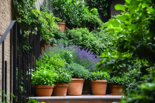 A lush terrace garden filled with potted herbs and lavender, neatly arranged in terracotta pots, creating a vibrant and aromatic display.