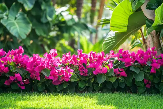 A vibrant hedge of hot pink bougainvillea flowers in full bloom, bordering a lush green lawn with tropical plants in the background.