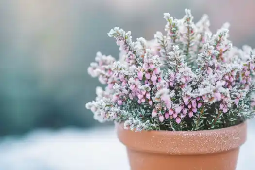 A potted winter heather plant adorned with delicate pink blossoms lightly covered in frost, set against a soft, snowy background.