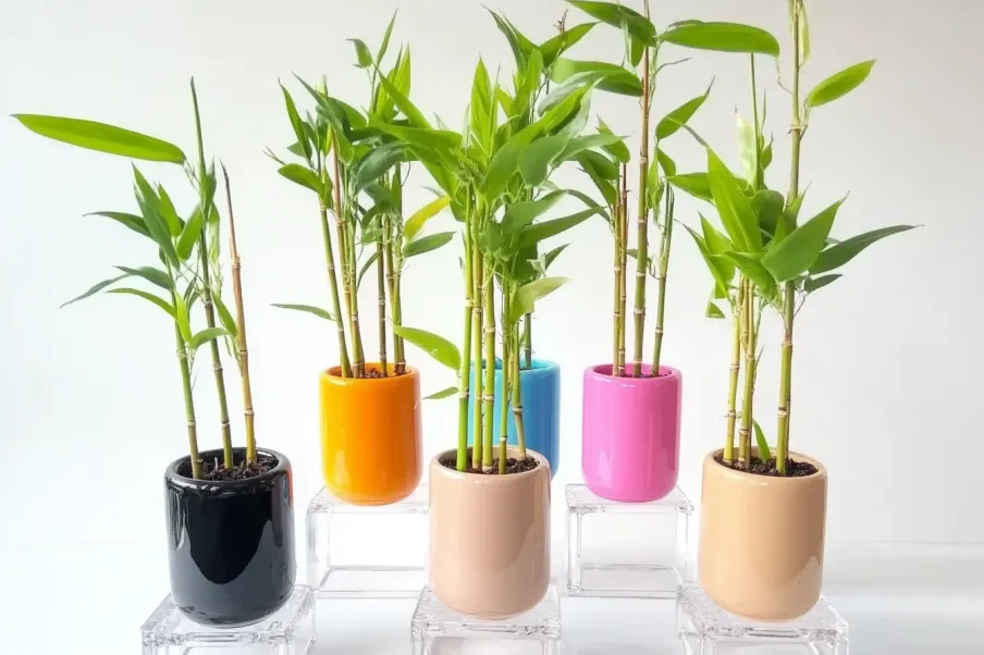 A collection of lucky bamboo plants placed in glossy ceramic pots of various colors, including black, orange, pink, blue, and beige, arranged on clear acrylic stands against a white background.