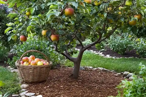 A thriving apple tree in a well-maintained garden, laden with ripe apples, with a wicker basket full of freshly picked apples resting on the mulched ground below.