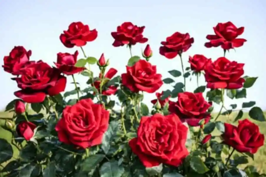 A stunning display of vibrant red roses in full bloom, set against a bright blue sky. The lush green foliage complements the deep red petals, creating a picturesque and romantic scene in nature.