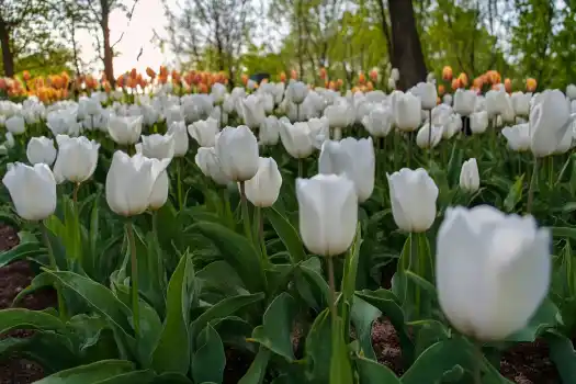 A field of white tulips blooming in a lush green garden with trees in the background.