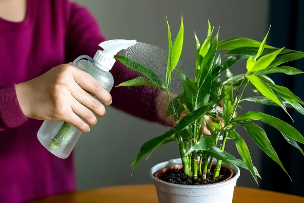 A person wearing a maroon long-sleeved shirt is misting a potted lucky bamboo plant with a spray bottle. The plant, with its vibrant green leaves and stalks, is placed in a silver pot filled with soil. The fine mist of water is visible as it gently hydrates the foliage. The background is softly blurred, emphasizing the focus on the plant care process.