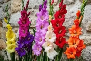 A vibrant display of gladiolus flowers in an array of colors, including yellow, purple, pink, white, red, and orange, set against a rustic stone wall.