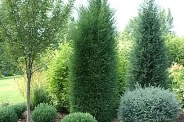 A small garden with compact evergreen trees and neatly shaped shrubs, creating a cozy and structured landscape.