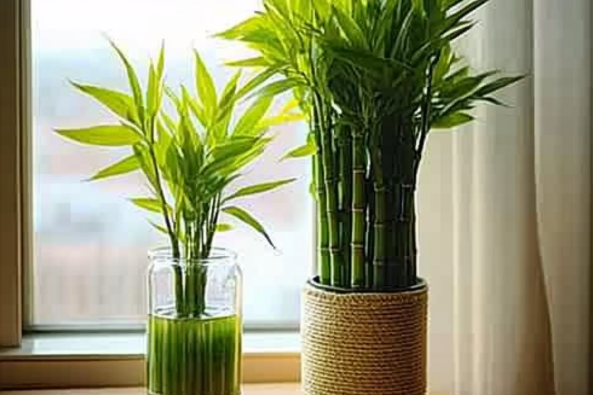 Two lucky bamboo plants placed on a windowsill, one in a clear glass jar filled with water and the other in a woven, rope-wrapped ceramic pot.