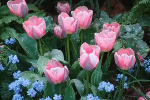 A charming garden scene featuring pink tulips with delicate white edges, glistening with water droplets, surrounded by small blue flowers and lush green foliage.