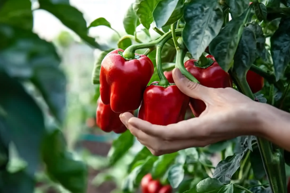 A close-up of a person's hand gently touching a cluster of ripe red bell peppers growing on a plant. The peppers are vibrant and glossy, surrounded by lush green leaves.