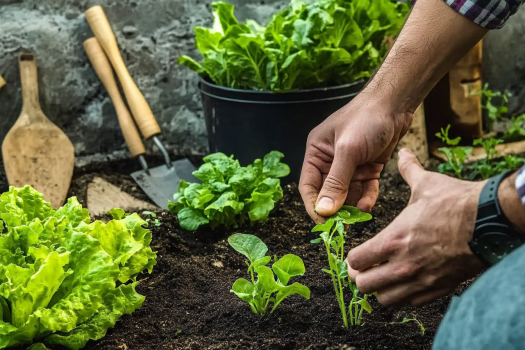 Planning a Vegetable Garden