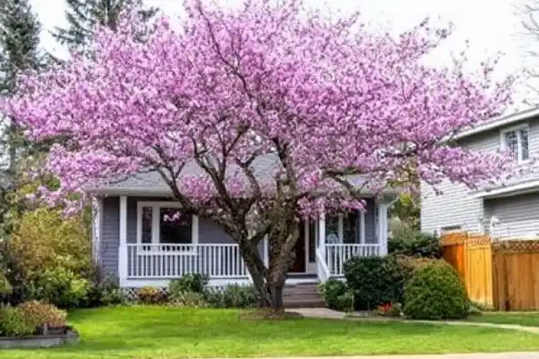 A house with a blooming cherry blossom tree in the front yard.