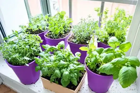 A collection of fresh herbs growing in vibrant purple pots placed on a windowsill, soaking up natural sunlight.