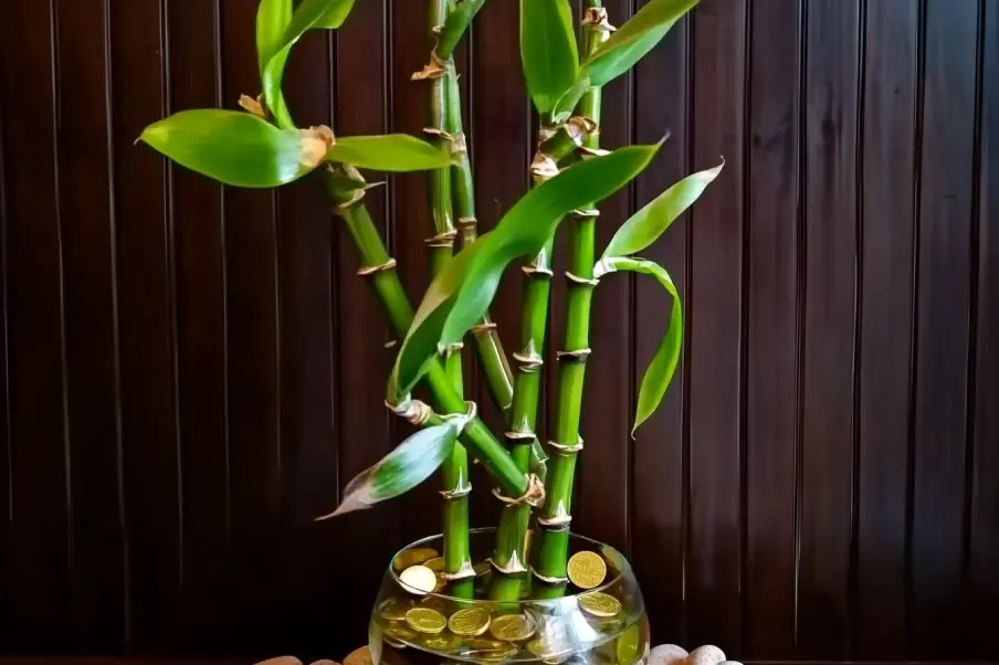 A vibrant lucky bamboo plant arranged in a glass vase filled with water, decorative stones, and gold coins, set against a dark wooden background.