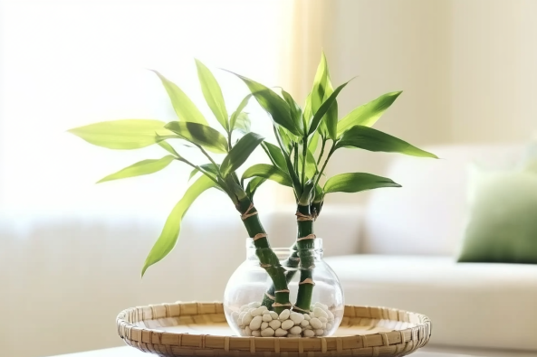 A small lucky bamboo plant with vibrant green leaves placed in a round glass vase filled with white pebbles. The vase is set on a woven bamboo tray, positioned on a table in a well-lit, cozy living room with a neutral-colored sofa and cushion in the background.