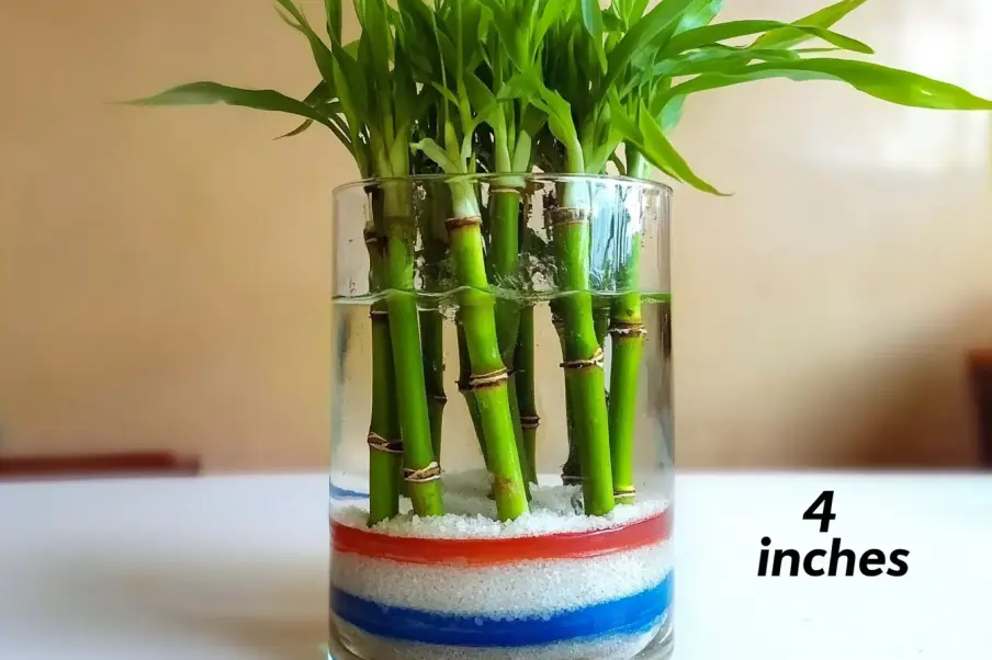 A lucky bamboo plant placed in a clear glass vase filled with layered colored sand and water, with the height measurement of 4 inches displayed beside it. The green stalks contrast beautifully with the red, white, and blue sand layers.