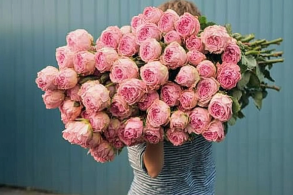 A person wearing a striped shirt carrying a large bouquet of pink roses with lush green stems. The flowers are in full bloom, displaying their delicate petals. The background features a blue wall, providing a contrasting backdrop to the vibrant pink roses.