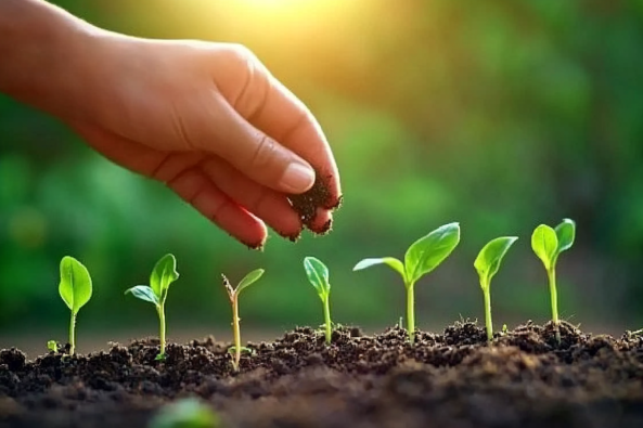 A close-up of a hand gently planting seeds or adding soil around young green seedlings growing in rich, dark soil under warm sunlight, symbolizing growth and nurturing in a natural environment.