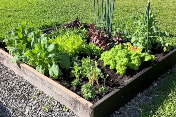 A raised wooden garden bed filled with a variety of leafy green vegetables and herbs. The plants are thriving in rich soil, and the bed is surrounded by gravel and lush green grass in the background.