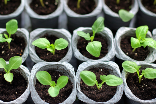 A close-up view of several biodegradable seedling pots filled with dark soil and young green plants sprouting. The seedlings have small, vibrant green leaves and are arranged in neat rows.